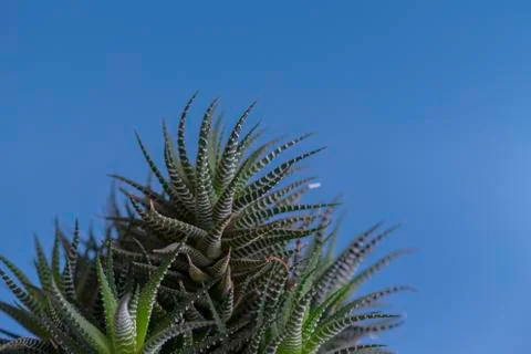 Cactus on a blue background. copy space. Stock Photos
