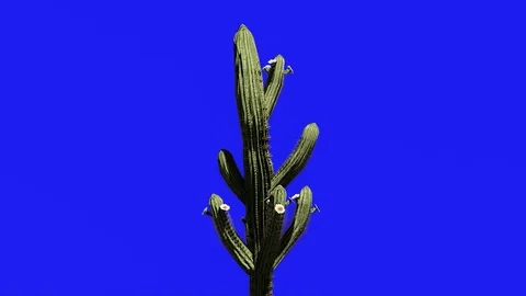 Cactus on Blue Screen, 4K Animation, 3D Rendering Stock Footage 122247900
