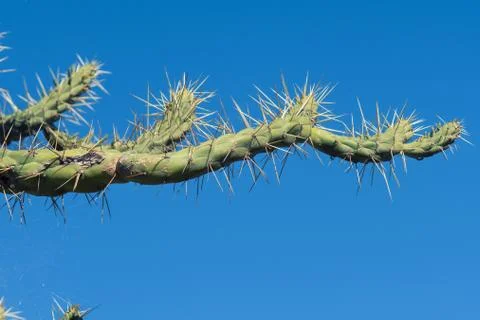 Cactus on a blue sky. Stock Photos