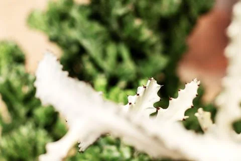 Cactus with blur background. Foto stock