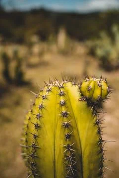 A cactus on a blurry background Stock Photos