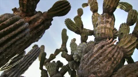 Cactus bottom up Stock Footage 10817939