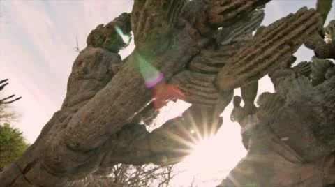 Cactus botton up Stock Footage 10818740