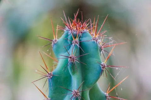 Cactus branch Stock Photos