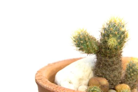Cactus branch sharp thorn closeup Stock Photos