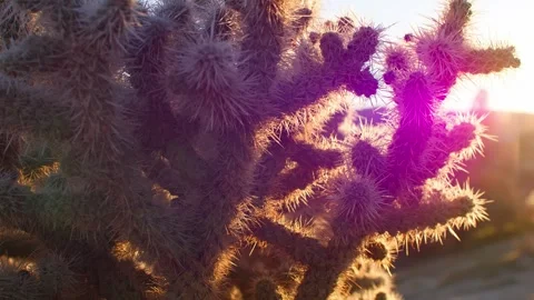 Cactus Branches Illuminated by Sunset Sunlight in Joshua Tree National Park Stock Footage 341421141