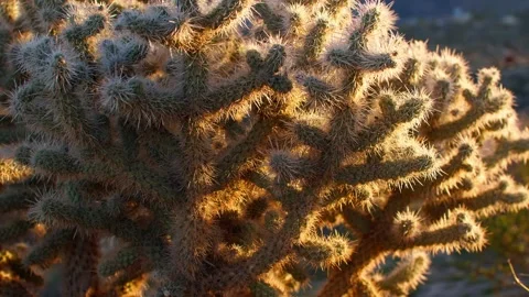 Cactus Branches Lit by Sunlight in Joshua Tree National Park Desert, California Stock Footage 341421207