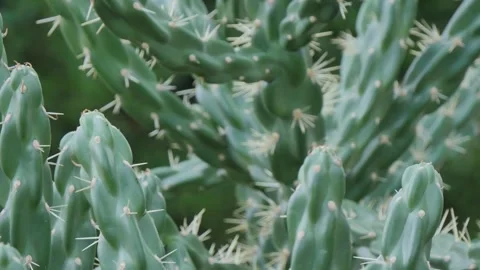 Cactus branches with the spikes Stock Footage 311089957