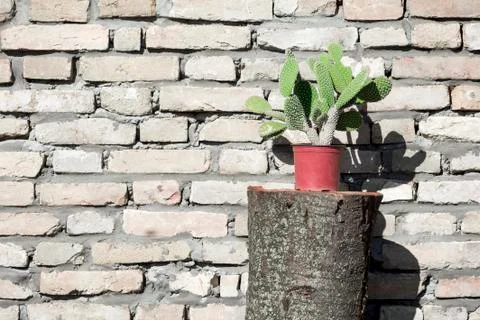 Cactus on brick wall Stock Photos