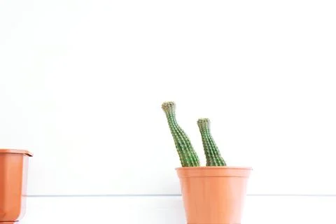 Cactus in a brown pot Stock Photos