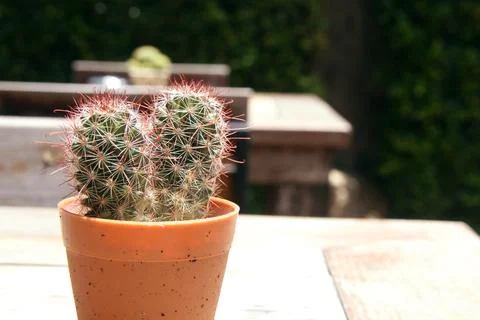 Cactus in brown pot on table. Stock Photos