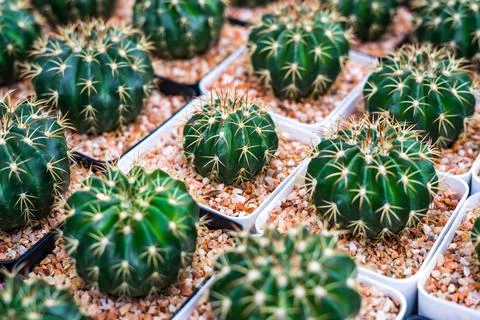 Cactus on brown sand Stock Photos