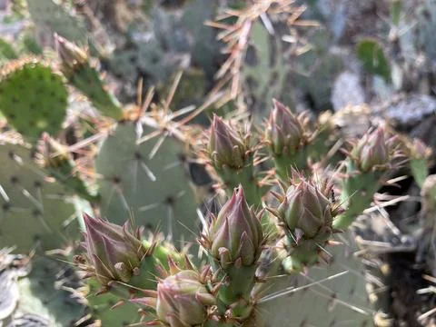 Cactus bud Stock Photos