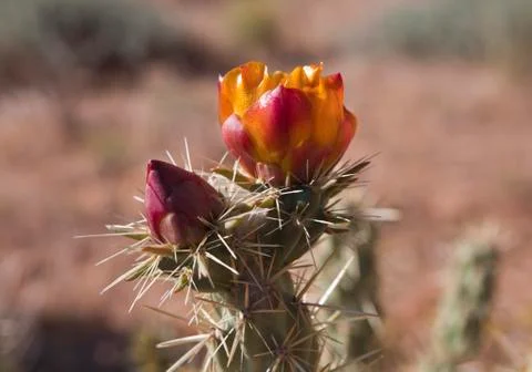 Cactus buds Stock Photos