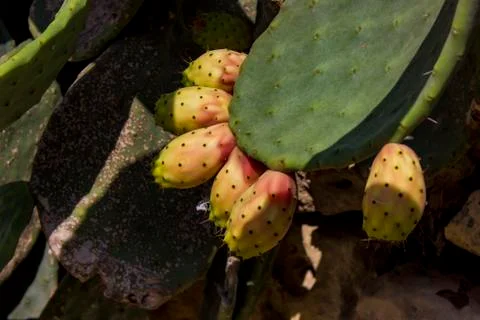 Cactus buds Stock Photos