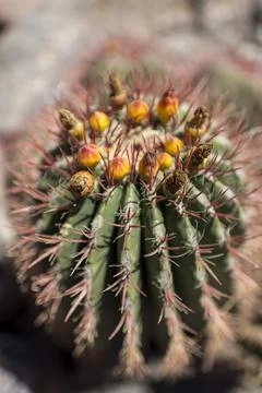 Cactus with buds Stock-Fotos