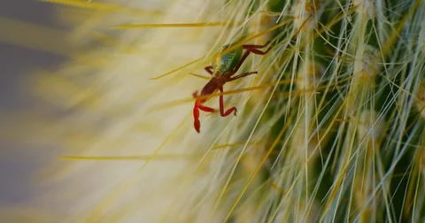 Cactus bug, chelinidea vittiger, climbs about a silver torch columnar cactus. Stock Photos