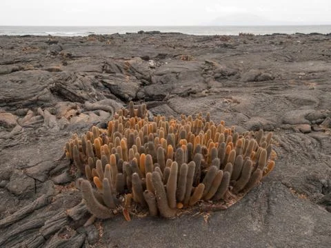 Cactus Bunch Stock Photos