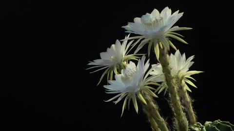 Cactus bursting into multiple blooms 2. 스톡 동영상 243711302