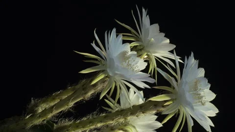 Cactus bursting into. multiple blooms. 스톡 동영상 243711101