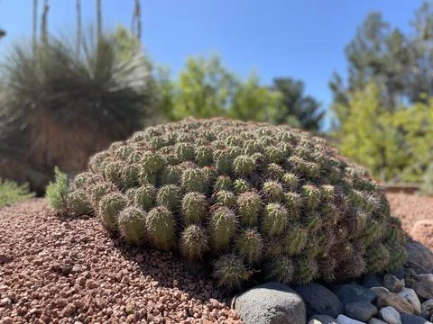 Cactus Bush Stock Photos