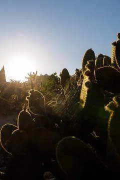 Cactus bushes in the rays of the setting sun. Cobwebs between plants, needles Stock Photos