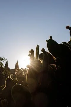 Cactus bushes in the rays of the setting sun. Cobwebs between plants, needles Stock Photos