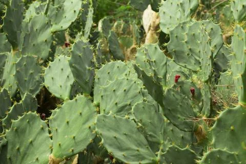 Cactus. Cactaceae. Background Foto stock