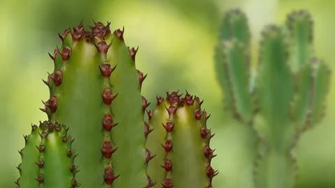 Cactus - Cacti - Composing in front of green background Stock Photos