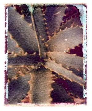 Cactus cactie Stock Photos