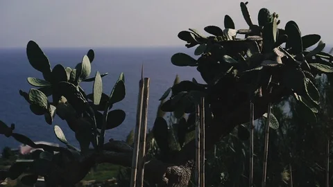 Cactus. Cactus grows on top in the background of the sea.. Stock Footage 123570472