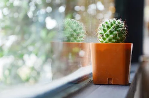 Cactus in cafe Stock Photos