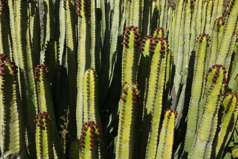 Cactus in Canaries Stock Photos
