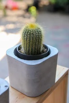 Cactus  in cement pot. Stock Photos