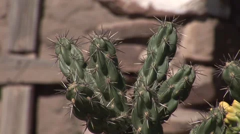 Cactus Cemetary Stockbeeldmateriaal 50770789