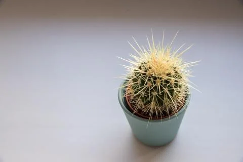 Cactus in ceramic pot isolated on white background.Potted house plant cactus Stock Photos