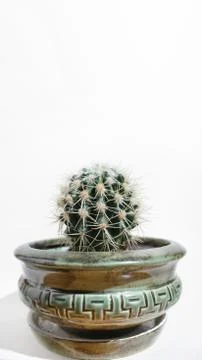 Cactus in ceramic pot on a white background, copy space. Stock Photos