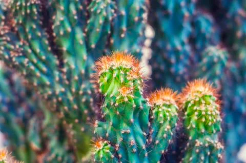 Cactus Cereus Peruvian. Stock Photos