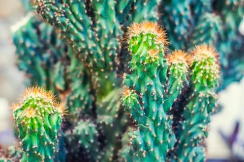 Cactus Cereus Peruvian. Stock Photos