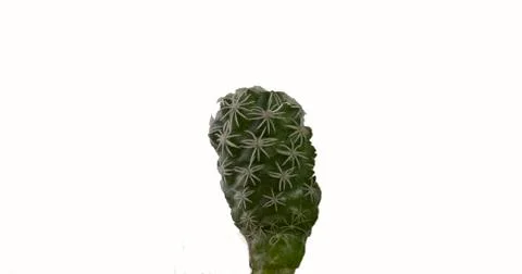 Cactus child Fotos Stock