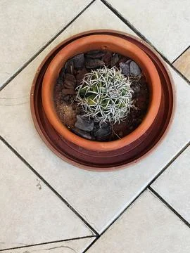 Cactus in Clay Pot Stock Photos