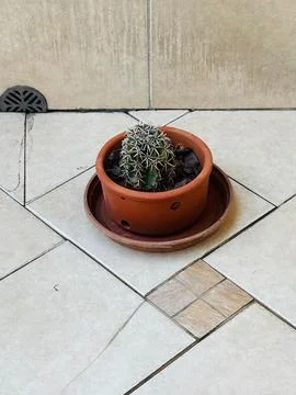 Cactus in clay pot Stock Photos