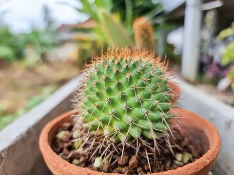 Cactus in a clay pot.  Put it on the wall in the morning.  Focus on the thorn Stock Photos