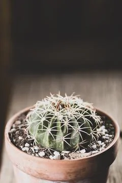 Cactus in clay pot on rustic background Stock Photos