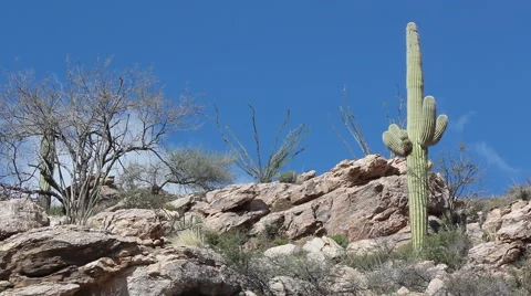Cactus on Cliff in Arizona's Mount Lemmon 스톡 동영상 47665998