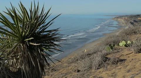 Cactus on cliff over Pacific Ocean in California Vídeos de archivo 45895615