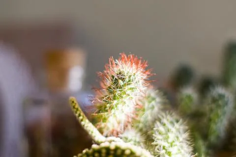 Cactus close-up and macro Stock Photos