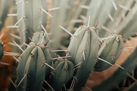 Cactus close up background with copyspace Stock Photos