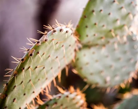 Cactus close up with big spines Stock Photos