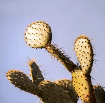 Cactus close up with big spines Stock-Fotos